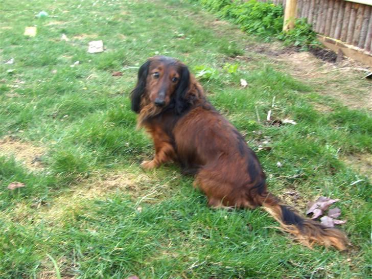 Gravhund Viggo - Hjælp!, hun tog bolden fra mig!!! billede 11