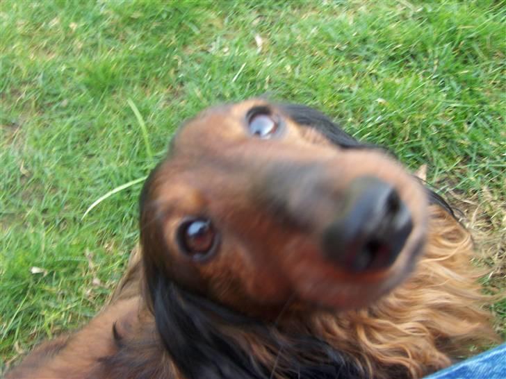 Gravhund Viggo - Jeg elsker dig! billede 12