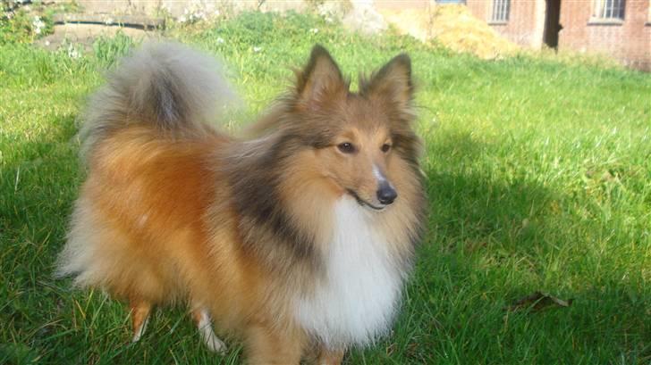 Shetland sheepdog Trille (himmelhund)  billede 7