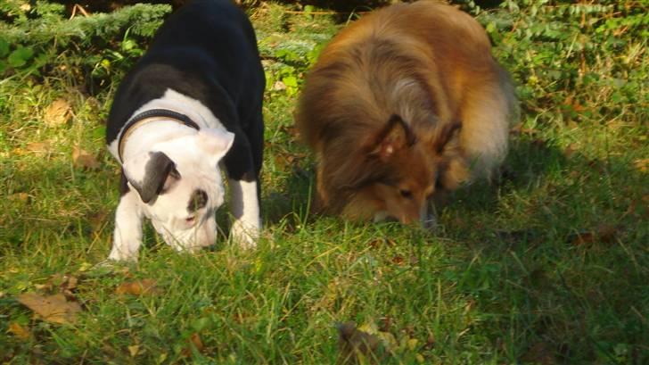 Shetland sheepdog Trille (himmelhund)  billede 8