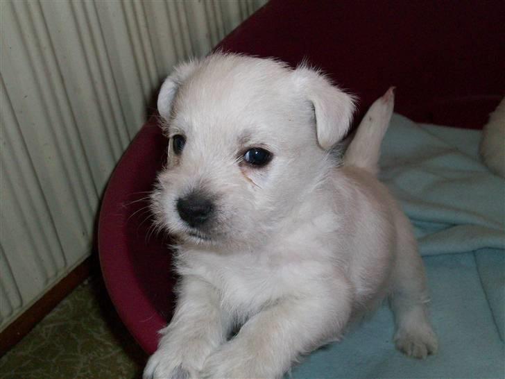 West highland white terrier TIGI - TIGI - 5 uger billede 1