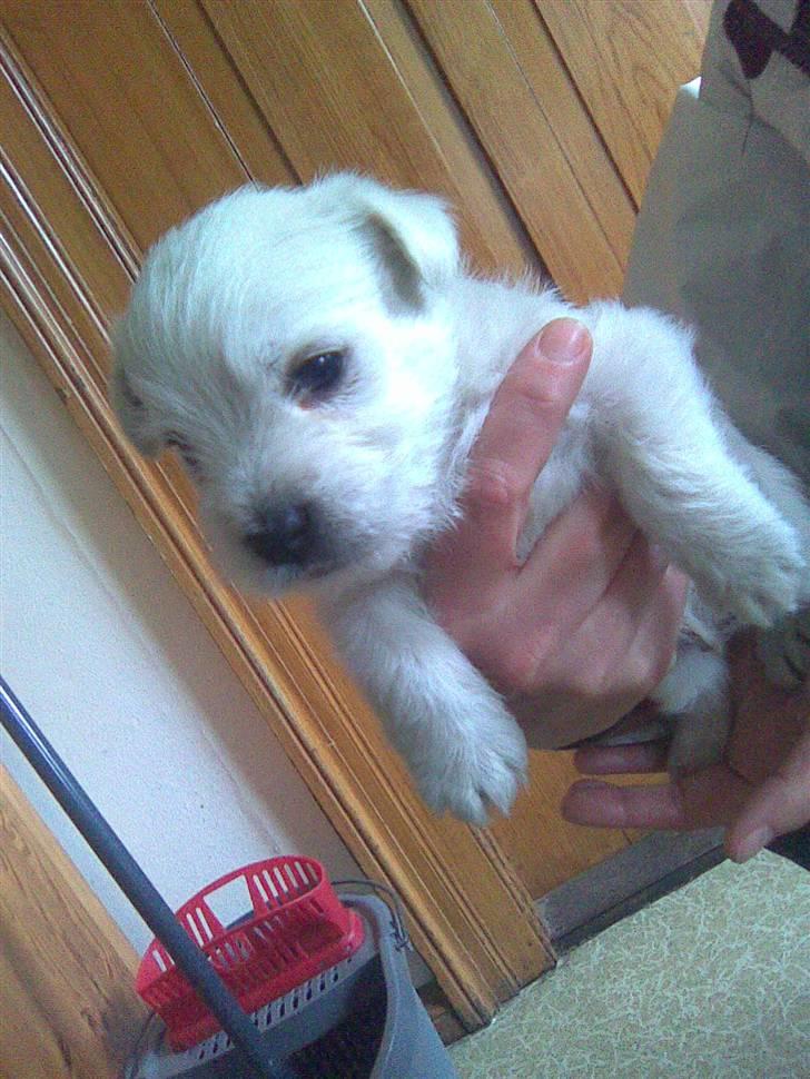 West highland white terrier TIGI - TIGI - 4 uger billede 2