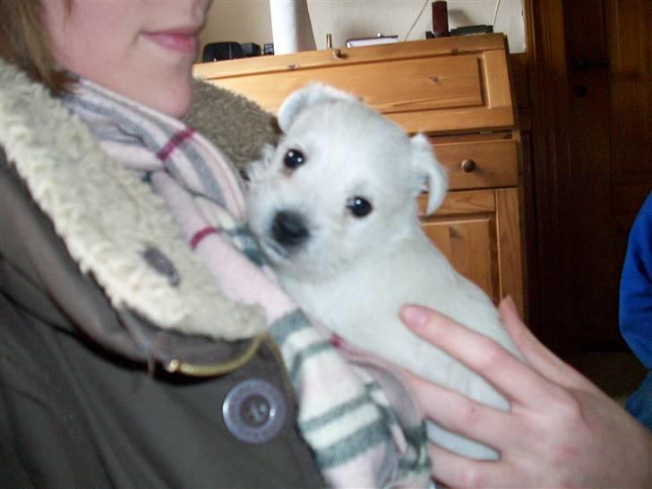 West highland white terrier TIGI - Putter lige lidt ved min "menneske mor" billede 3