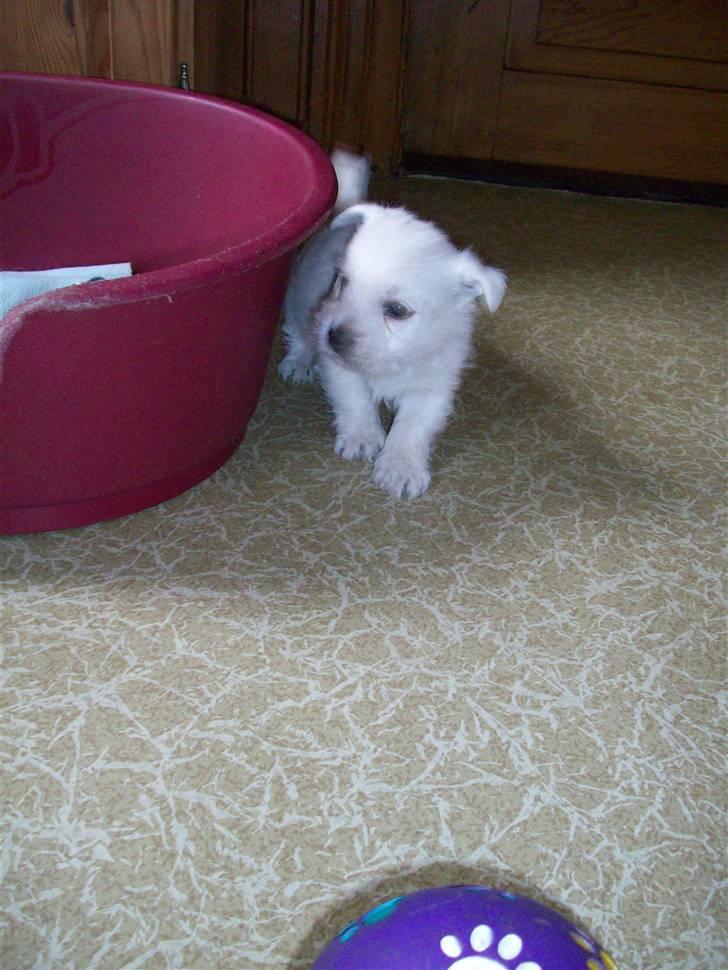 West highland white terrier TIGI - Heer er jeg :b billede 4