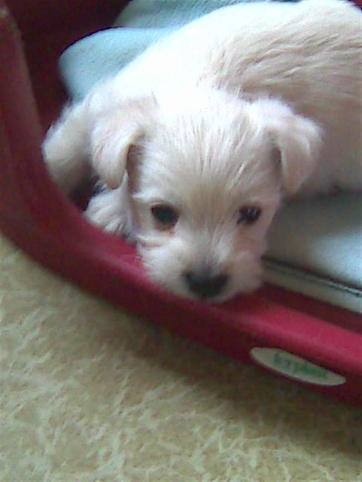 West highland white terrier TIGI - Jeg holder øje med jer... billede 5