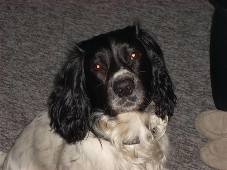 Engelsk springer spaniel Speedy billede 1