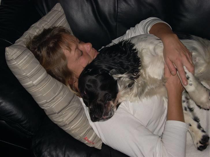 Engelsk springer spaniel Speedy billede 2