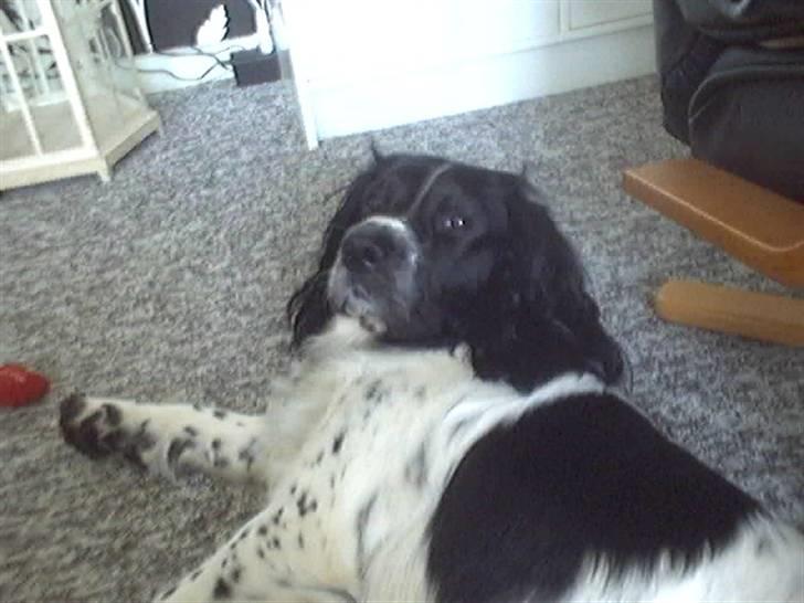 Engelsk springer spaniel Speedy billede 3