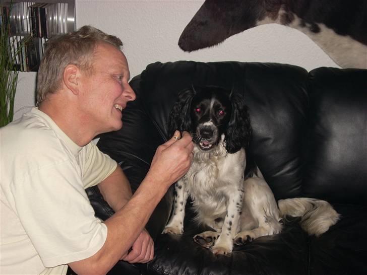 Engelsk springer spaniel Speedy billede 4