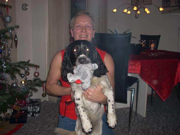 Engelsk springer spaniel Speedy billede 5