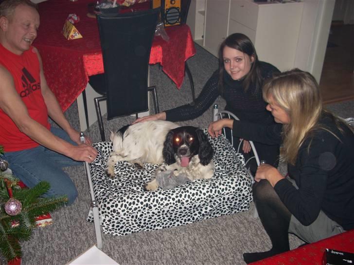 Engelsk springer spaniel Speedy billede 6