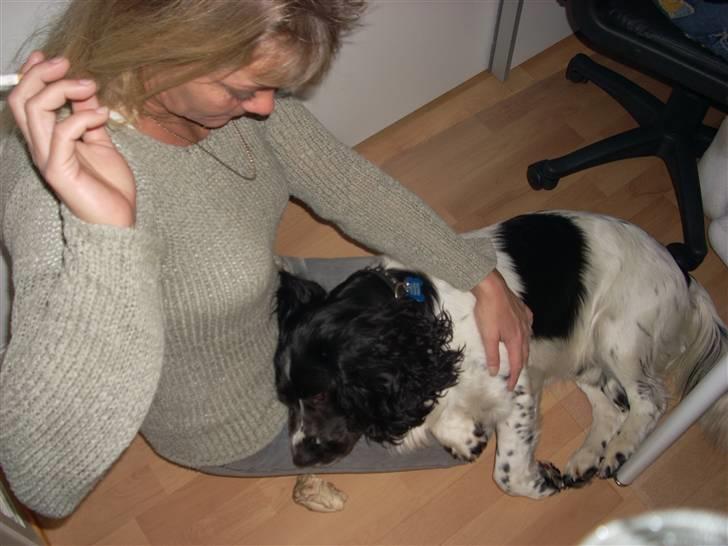 Engelsk springer spaniel Speedy billede 7