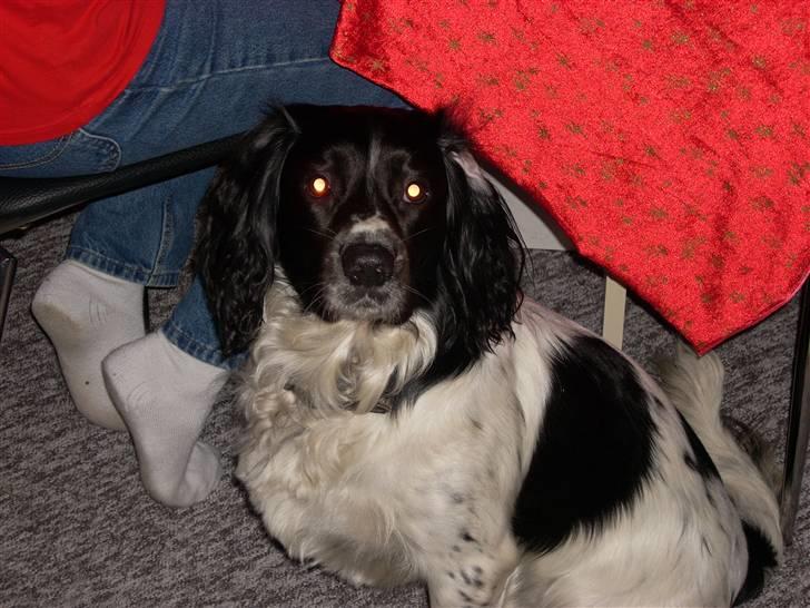 Engelsk springer spaniel Speedy billede 8