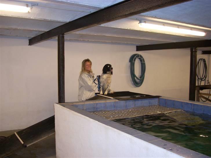 Engelsk springer spaniel Speedy billede 9