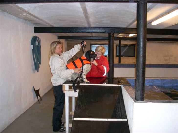 Engelsk springer spaniel Speedy billede 10