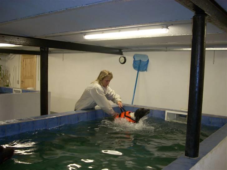 Engelsk springer spaniel Speedy billede 11