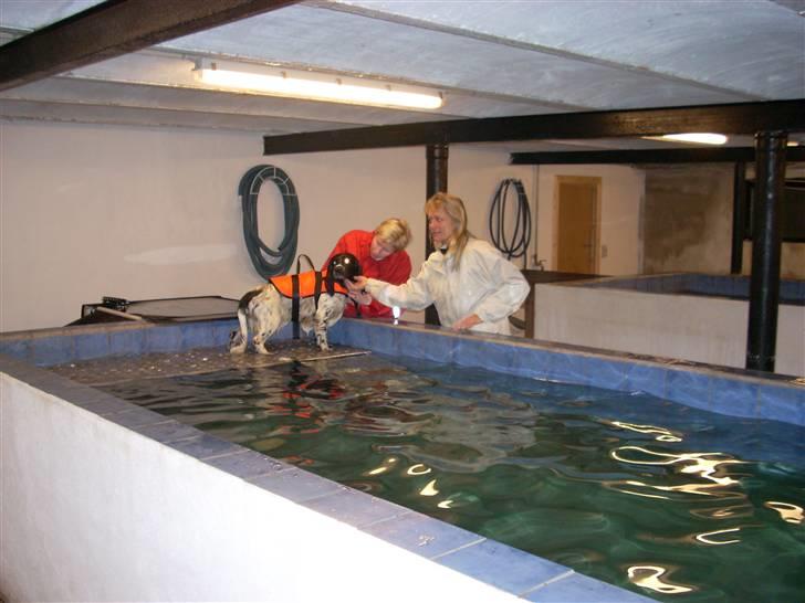 Engelsk springer spaniel Speedy billede 12