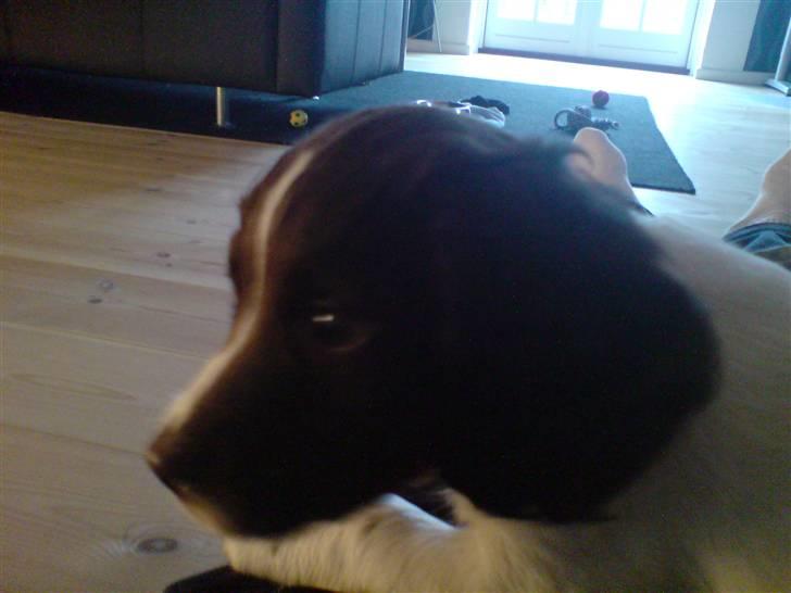 Field Trial spaniel Dina af Lang's billede 1