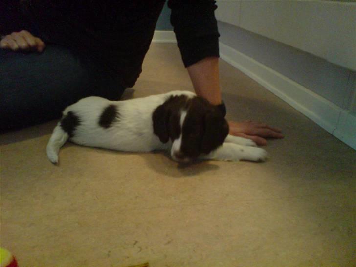 Field Trial spaniel Dina af Lang's - Fra fars besøg nr.2 det var trættende til sidst. billede 2