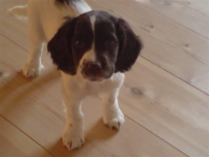 Field Trial spaniel Dina af Lang's - KAST DEN NU billede 3