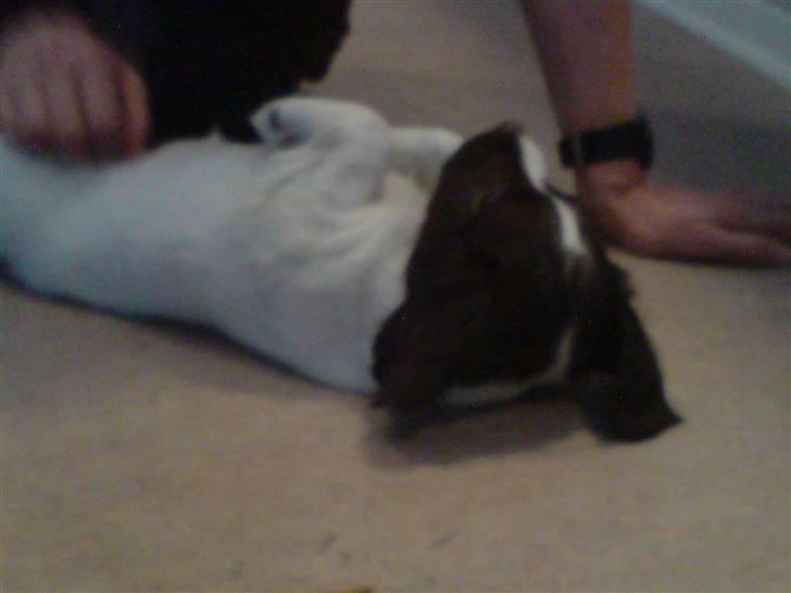 Field Trial spaniel Dina af Lang's - Kløen på maven er bare det bedste jeg ved :) billede 4