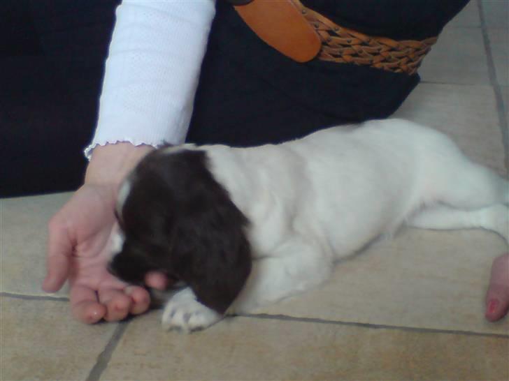 Field Trial spaniel Dina af Lang's billede 5