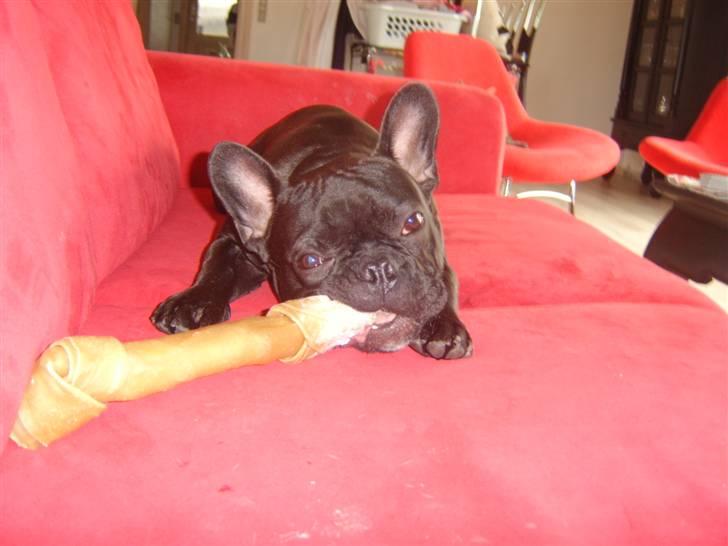 Fransk bulldog Bruce - "Se mit fine kødben" billede 14