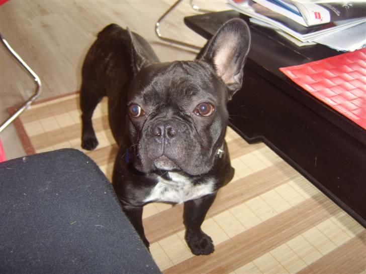 Fransk bulldog Bruce billede 15