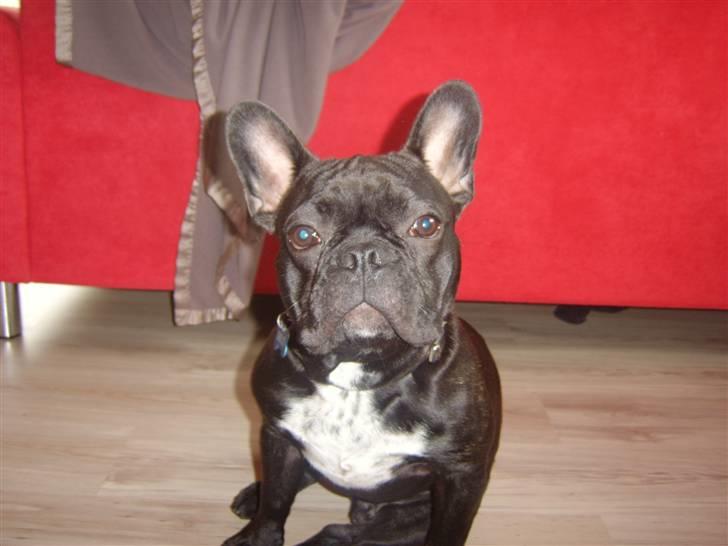 Fransk bulldog Bruce billede 16