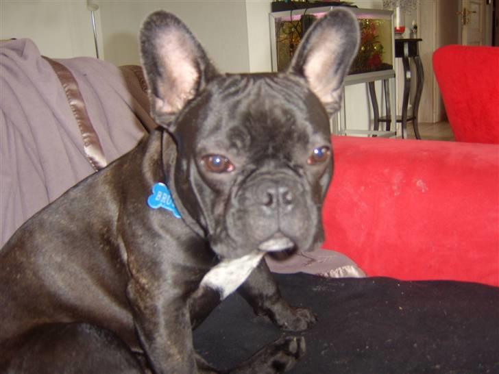 Fransk bulldog Bruce billede 17