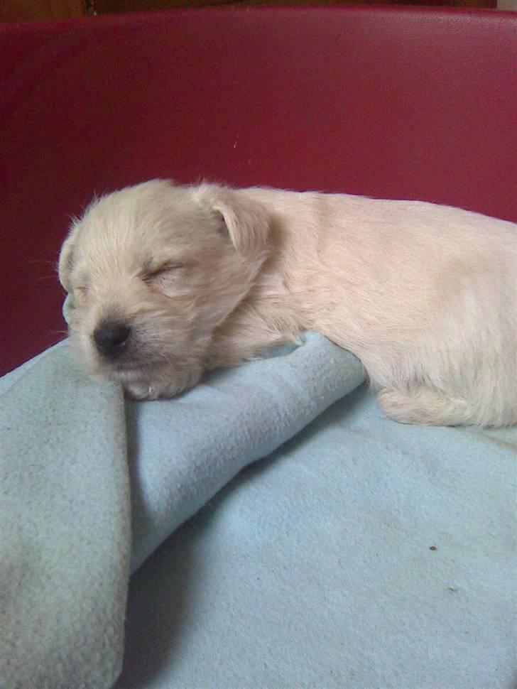 West highland white terrier TIGI - Ihh, nu er jeg altså blevet træt billede 6