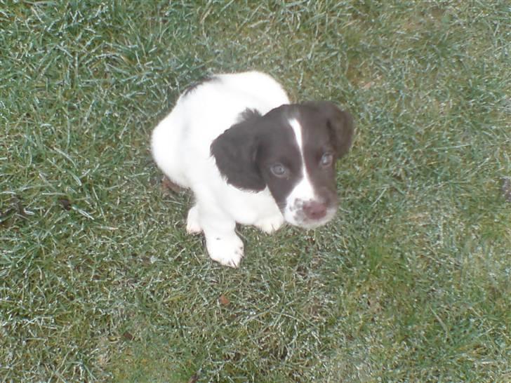 Field Trial spaniel Dina af Lang's - Fra min første gåtur med min far skærtorsdag morgen dagen efter jeg kom hjem. Mange nye indtryk og sjove fuglelyde som blev studeret nøje. billede 6