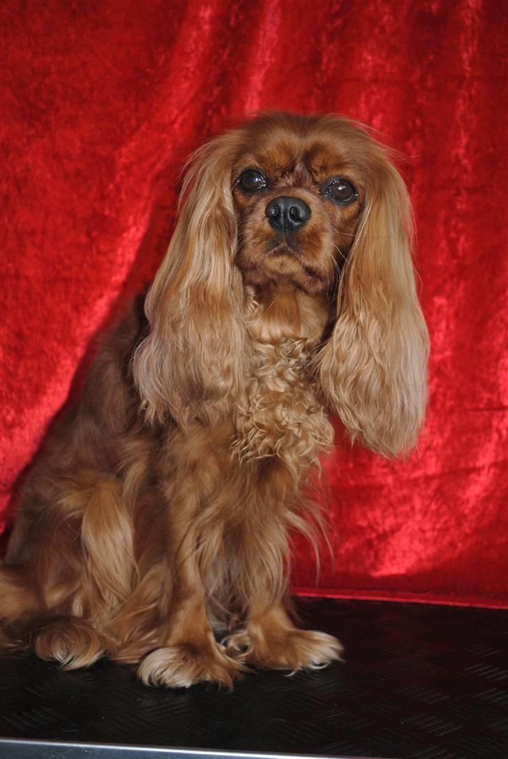 Cavalier king charles spaniel Kikki - Ny friseret og klar til udstilling billede 6