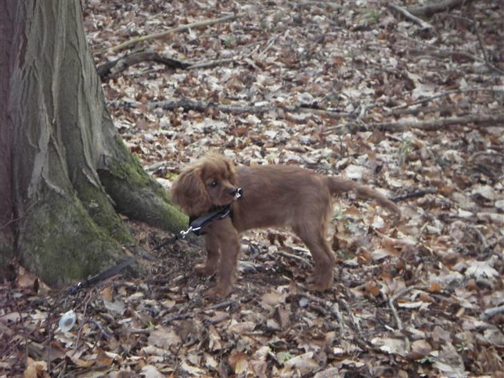 Cavalier king charles spaniel Kikki - I skoven billede 7