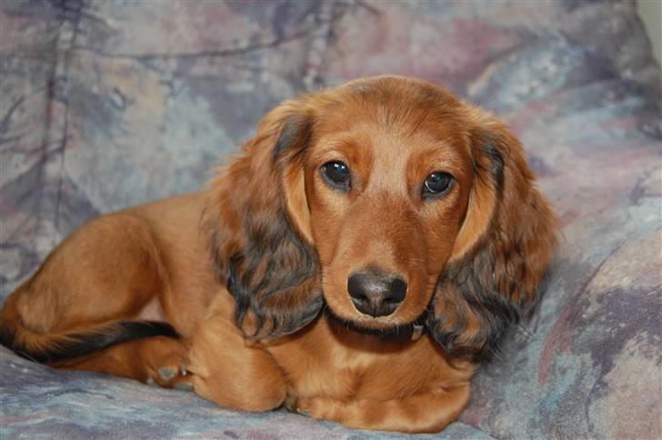 Gravhund nico billede 15