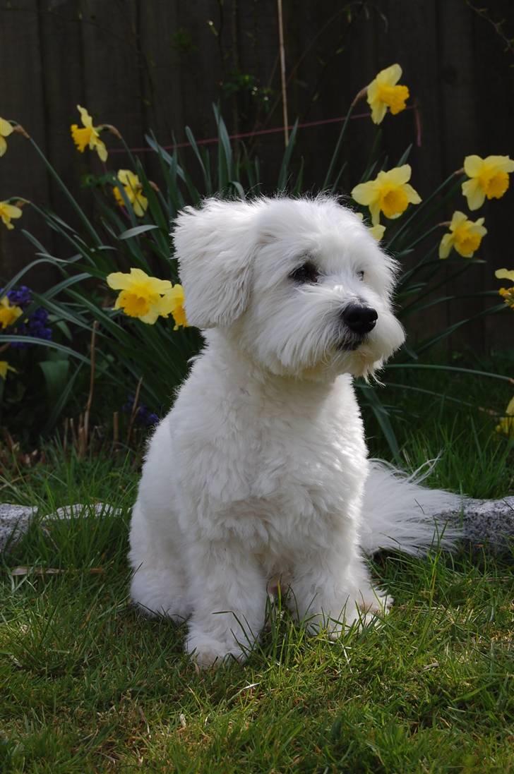 Coton de tulear Ulli / Nico billede 1