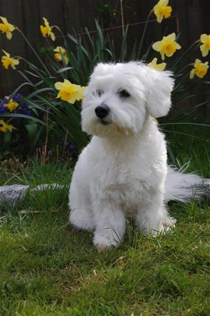 Coton de tulear Ulli / Nico billede 2