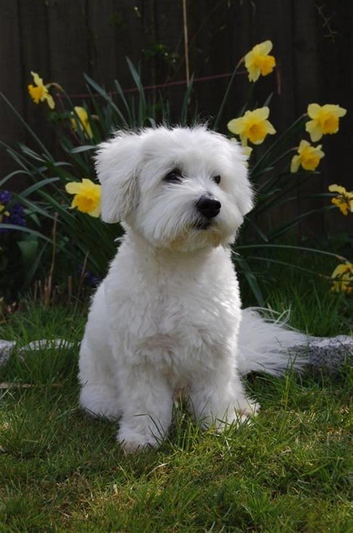 Coton de tulear Ulli / Nico billede 3