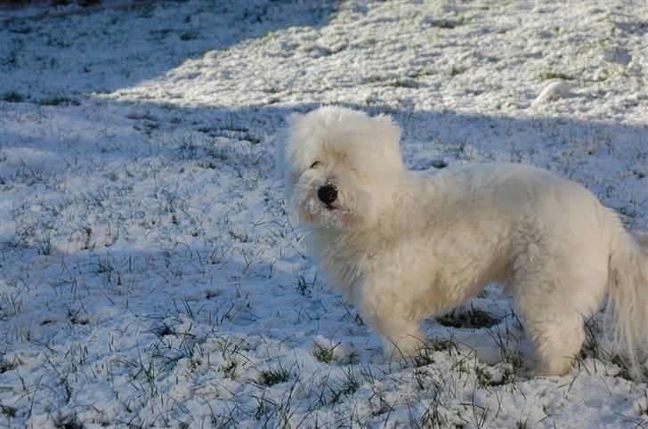 Coton de tulear Ulli / Nico billede 4