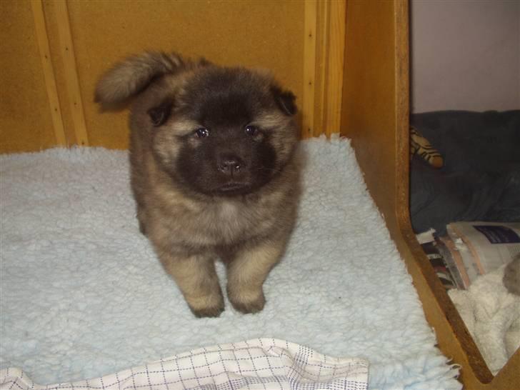 Eurasier linka - Her er Linka 5 uger billede 2