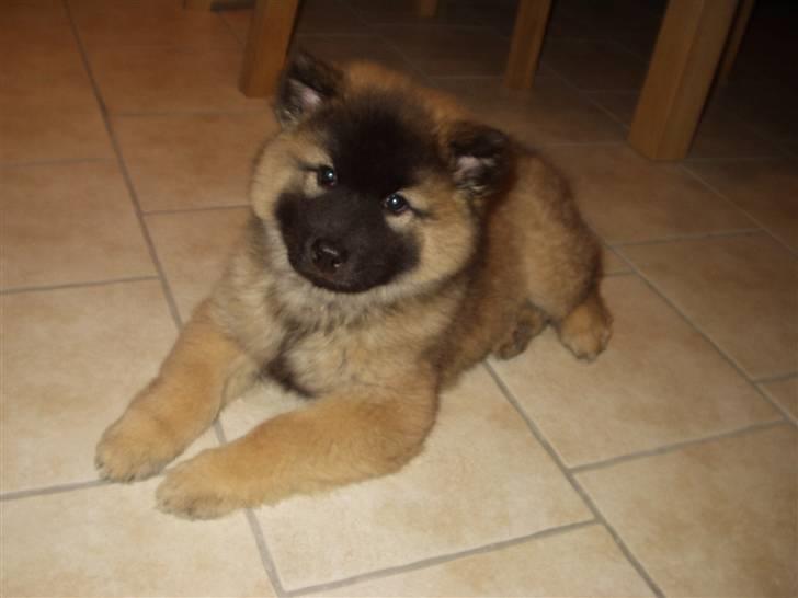 Eurasier linka billede 3