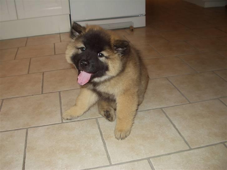 Eurasier linka billede 4