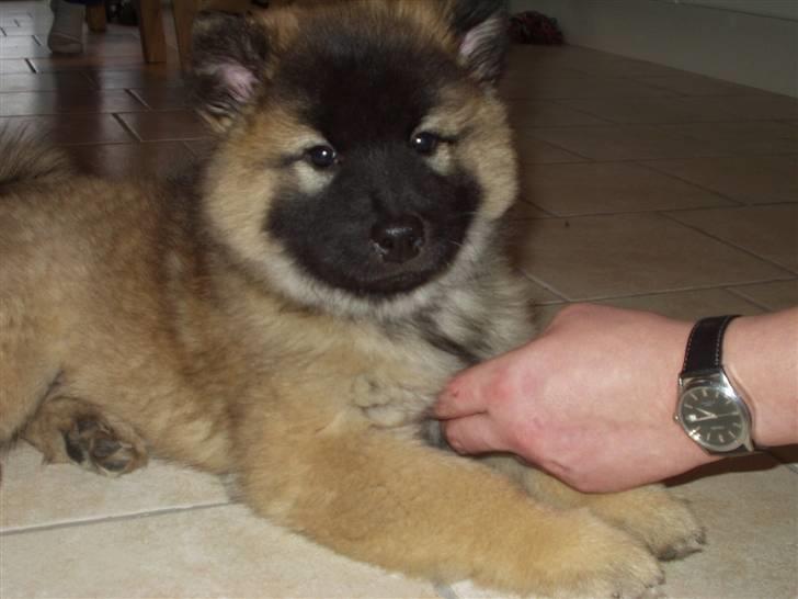 Eurasier linka billede 5
