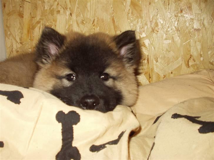 Eurasier linka billede 6