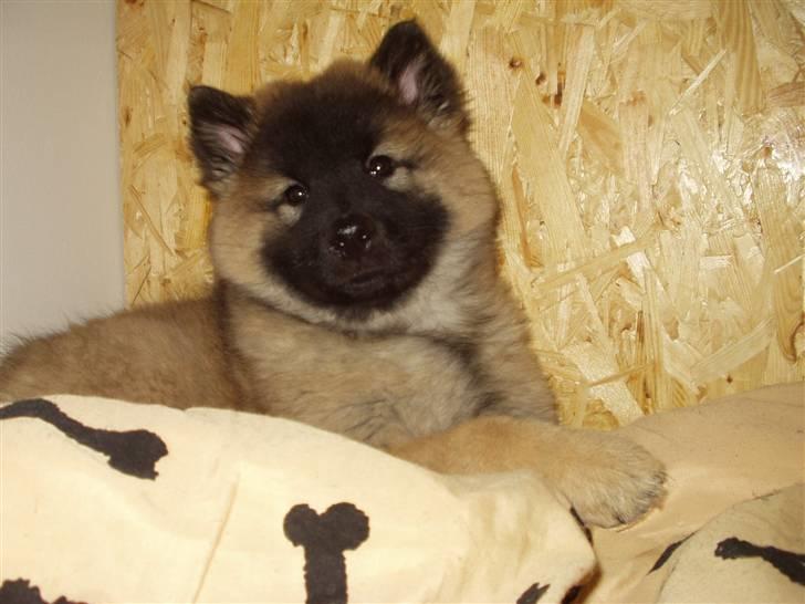 Eurasier linka billede 7