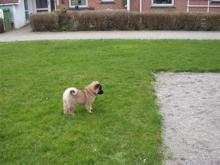 Eurasier linka billede 8