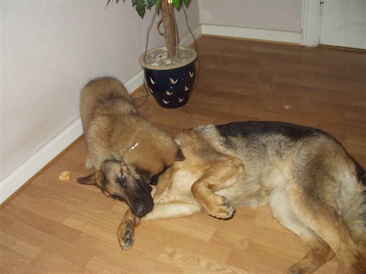 Eurasier linka billede 9