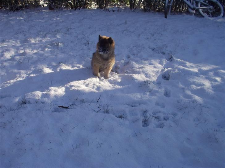 Eurasier linka billede 10