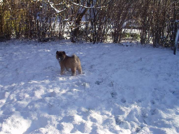 Eurasier linka billede 11