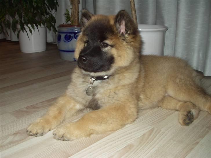Eurasier linka billede 12